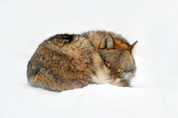 Wolf huddled sleep in snowy rock mountain, Europe. Winter wildlife scene from nature. Gray wolf, Canis lupus with rock in the background. Cold snow season in nature, Germany wildlife.