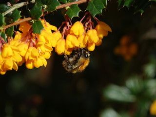 common carder bee (Bombus pascuorum) feeding on berberis flowers