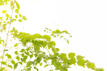 Obraz premium グリーン