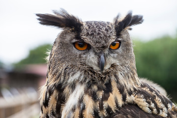 Large owl 2