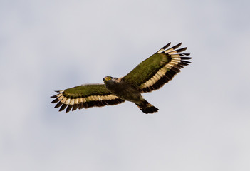 Crested Serpent Eagle in flight