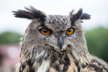 Large owl 3