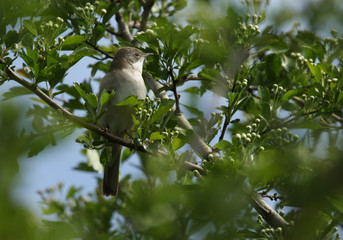 A beautiful male Whitethroat, Sylvia communis, perched in a Hawthorn Tree in bud in spring.