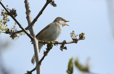 A beautiful singing male Whitethroat, Sylvia communis, perched on a branch of an Ash tree in spring.