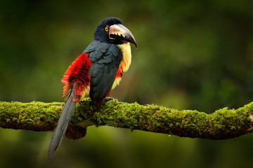 Collared Aracari, Pteroglossus torquatus, bird with big bill. Bird sitting on the branch in the forest, Guatemala forest. Nature travel in central America. Small toucan open bill. 