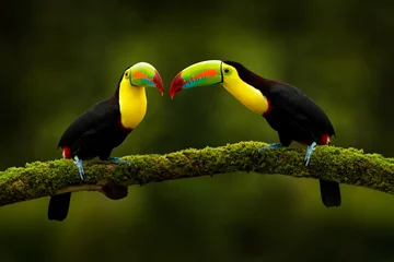 Afwasbaar Fotobehang Toekan Costa Ricaanse dieren in het wild. Toucan zittend op de tak in het bos, groene vegetatie. Natuurreisvakantie in Midden-Amerika. Kielsnaveltoekan, Ramphastos sulfuratus. Dieren uit Costa Rica.