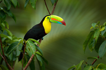 Costa Rica wildlife. Toucan sitting on the branch in the forest, green vegetation. Nature travel...