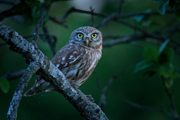 Little Owl in house window, Athene noctua, bird in old roof tile. Urban wildlife with bird with yellow eyes, Bulgaria. Wildlife scene from nature. Animal behavior in urban habitat, hidden owl.