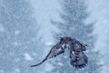 Golden eagle, snow flake fly.  Snowy winter with eagle. Bird of prey Golden Eagle starts from the snowy meadow. Wildlife scene from Norwegian nature. Big bird with open wings.