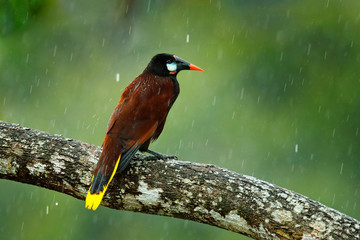 Montezuma Oropendola, Psarocolius montezuma, portrait of exotic bird from Yucatan, Mexico, brown with black head and orange bill, clear green background. Wildlife scene from tropical nature.