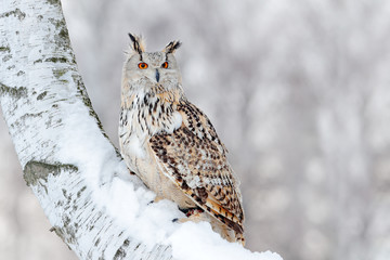 Winter scene with Big Eastern Siberian Eagle Owl, Bubo bubo sibiricus, sitting in the birch tree with snow in the forest.