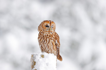 Winter forest with Tawny Owl snow during winter, snowy forest in background, nature habitat. Wildlife scene from cold winter.