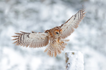 Fototapeta na wymiar Owl landing on tree trunk. Winter forest with Tawny Owl snow during winter, snowy forest in background, nature habitat. Wildlife scene from cold winter.