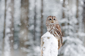 Winter forest with Tawny Owl snow during winter, snowy forest in background, nature habitat. Wildlife scene from cold winter.
