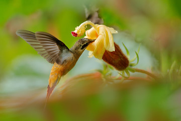 Tawny-bellied Hermit, Phaethornis syrmatophorus, flying next to yellow flower in nature habitat. Humming bird in the green tropic forest. Exotic jungle bird sucking sweet nectar from bloom, Ecuador.