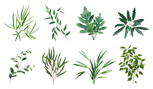 Green realistic herbs. Eucalyptus, fern plant, greenery foliage plants, botanical natural leaves herbs isolated vector illustration set. Plant tropical, botanical and natural fern