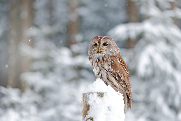 Winter forest with Tawny Owl snow during winter, snowy forest in background, nature habitat. Wildlife scene from cold winter.