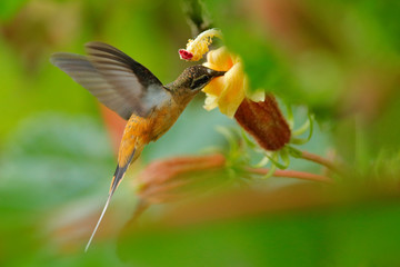 Exotic jungle bird sucking sweet nectar from bloom, Ecuador. Tawny-bellied Hermit, Phaethornis syrmatophorus, flying next to yellow flower in nature habitat. Humming bird in the green tropic forest.
