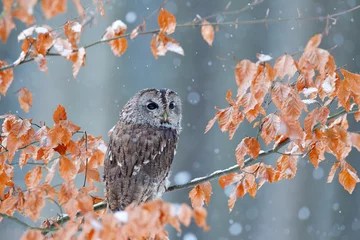 Poster Tawny owl hidden in the fall wood, sitting on tree trunk in the dark forest habitat. Beautiful animal in nature. Bird in the Germany forest. Autumn wildlife in the Forrest. Orange leaves with bird. © ondrejprosicky