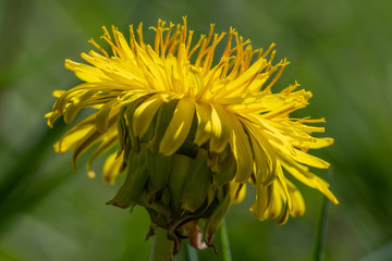 Makro einer Blüte des gelb blühenden Löwenzahn im Frühling (lat. Taraxacum sect. Ruderalia) auf einer grünen Wiese