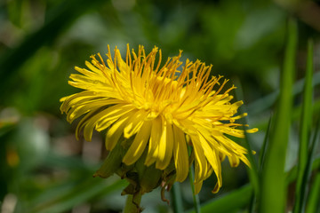 Gelb blühender Löwenzahn im Frühling (lat. Taraxacum sect. Ruderalia) in einer grünen Wiese, seitliche Blüte