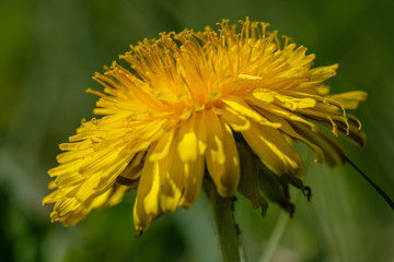 Makro der Blüte einer Löwenzahn-Blume von der Seite