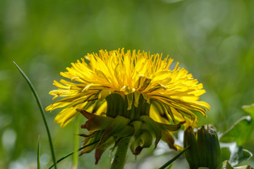 Gelb blühender Löwenzahn im Frühling (lat. Taraxacum sect. Ruderalia) 