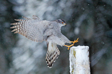 Goshawk flight, Germany. Northern Goshawk landing on spruce tree during winter with snow. Wildlife...