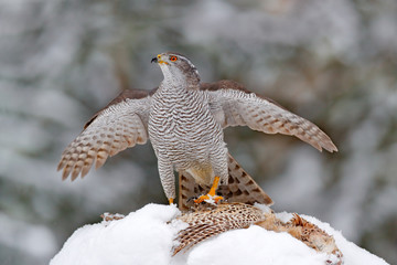 Forest hunter.  Winter wildlife, bird of prey with catch in snow. Animal behaviour in the forest. Bird of prey Goshawk with killed pheasant in the grass in green forest. Wildlife nature, Germany