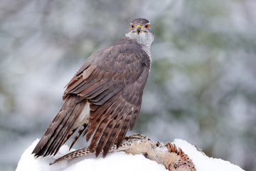 Winter wildlife, bird of prey with catch in snow. Animal behaviour in the forest. Bird of prey Goshawk with killed pheasant in the grass in green forest. Wildlife scene from nature, Germany.