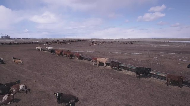 Low aerial flyover: Cattle standing at feeding trough in large paddock