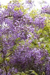 藤の花08
