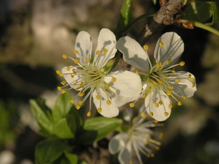 Flowers of plum
