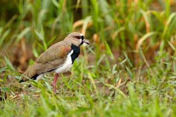 Southern Lapwing, Vanellus chilensis, water exotic bird during sunrise, Pantanal, Brazil. Bird in the long green grass.