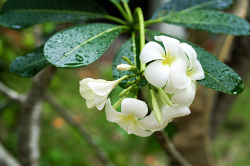 Closeup frangipani flower with raindrops on leaves. Tropical plants