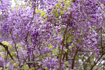 Fototapeta premium 藤の花09