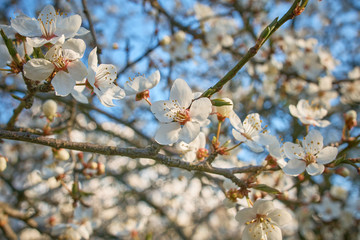 A branch of plum blossoms, white flowers in spring, the plum tree in bloom