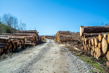 Timber stacks at Bonny Glen in County Donegal - Ireland