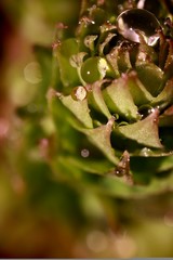 macro dew drops on Rhodiola rosea