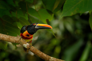 Fiery-billed Aracari, Pteroglossus frantzii, bird with big bill. Toucan sitting on the branch in the forest, Boca Tapada, Laguna de Lagarto Lodge, Costa Rica. Birdwatching travel in central America.
