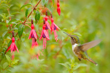 Hummingbird in blooming flowers. Scintillant Hummingbird, Selasphorus scintilla, tiny bird in the nature habitat. Smallest bird from Costa Rica flying next to beautiful orange flower, tropical forest.