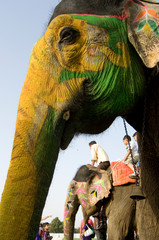 colorful elephant , festival , Jaipur, Rajasthan, India	