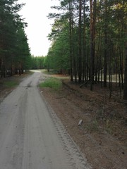 road in the forest