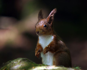 Squirrel in the forest early morning.