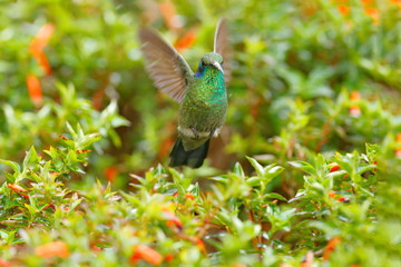Beautiful hummingbird with blue face. Green Violet-ear, Colibri thalassinus, shiny bird from Colombia. Green bird with green nature background.