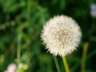タンポポ