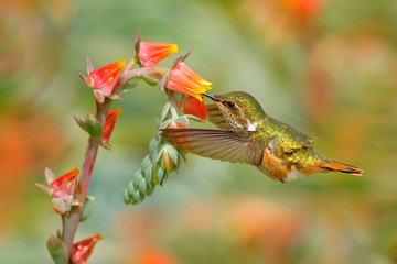 Hummingbird in blooming flowers. Scintillant Hummingbird, Selasphorus scintilla, tiny bird in the nature habitat. Smallest bird from Costa Rica flying next to beautiful orange flower, tropical forest.