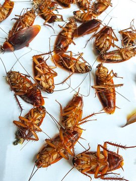 Many Dead Cockroaches Stacked On A White Ground.