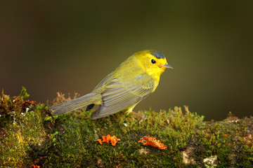Wilsov Warbler, Wilsonia pusilla, New World warbler from Costa Rica. Tanager in the nature habitat. Wildlife scene from tropical nature. Birdwatching in South America. Yellow bird with grey cap.