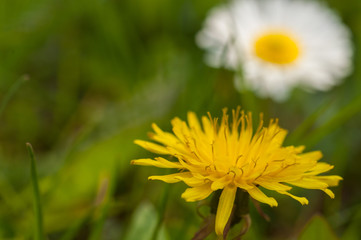 Beautiful flowers blooming in garden.Background texture